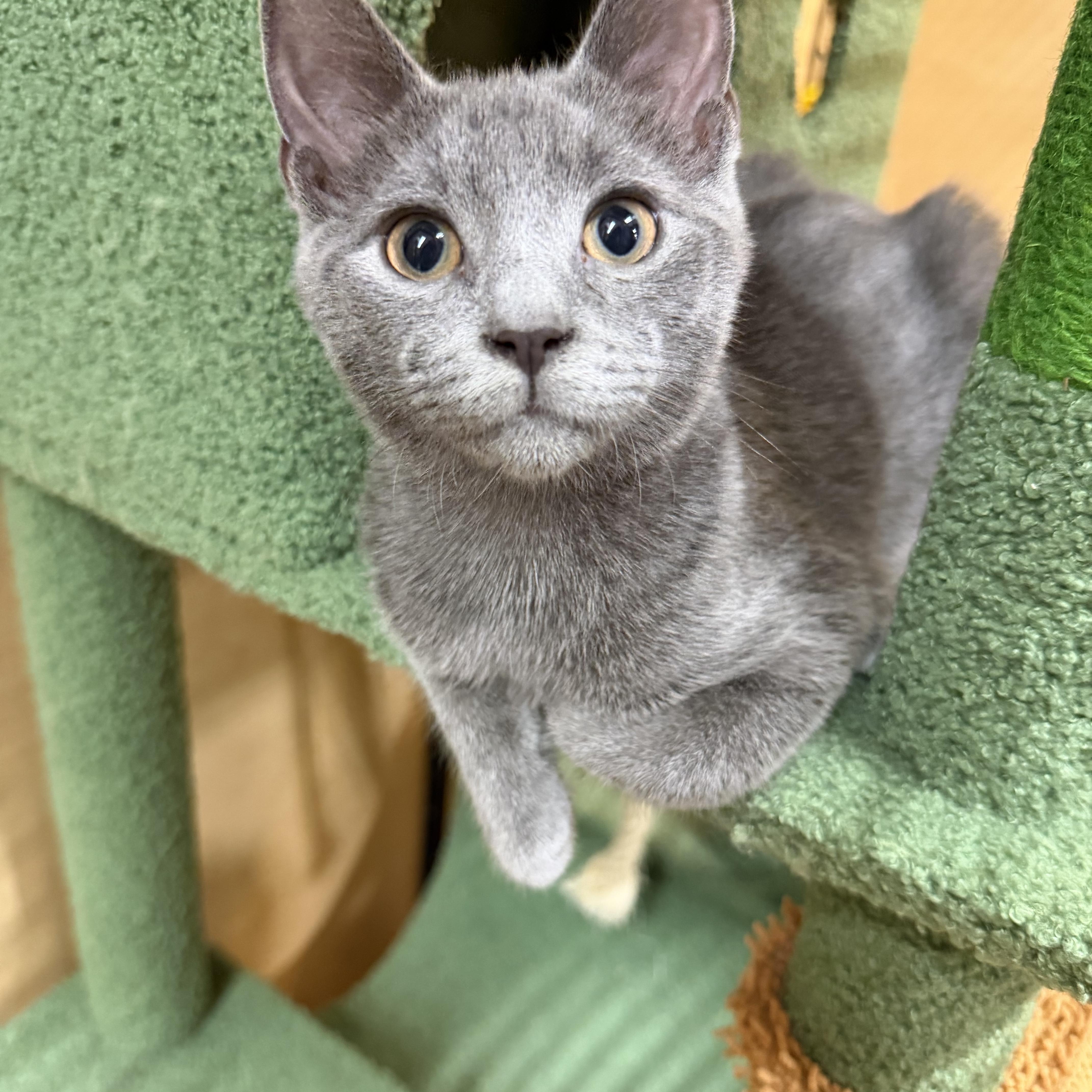 Enlarge Kittens, a ADOPTABLE Domestic Medium Hair in atlanta, GA image 6/6