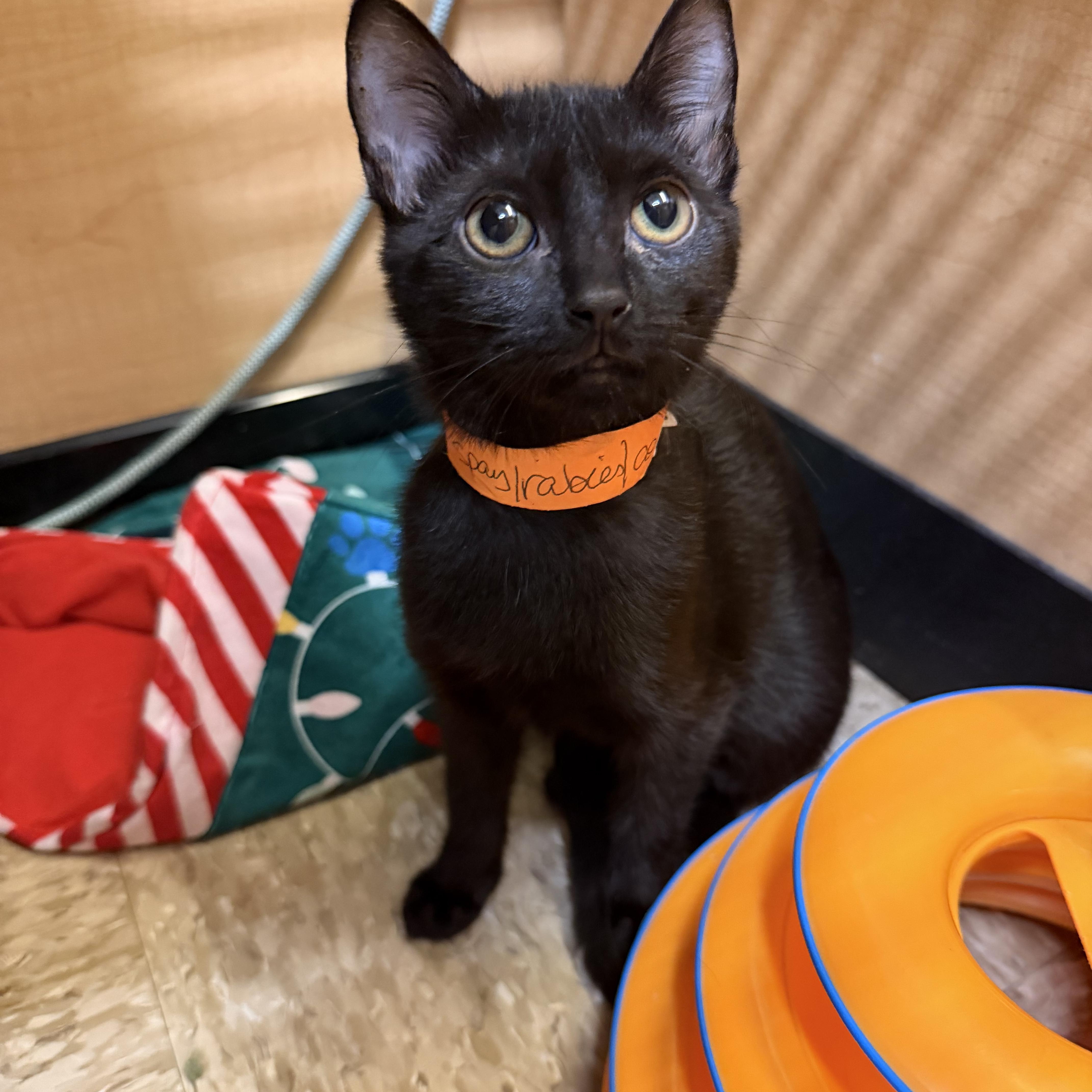Enlarge Kittens, a ADOPTABLE Domestic Medium Hair in atlanta, GA image 4/6
