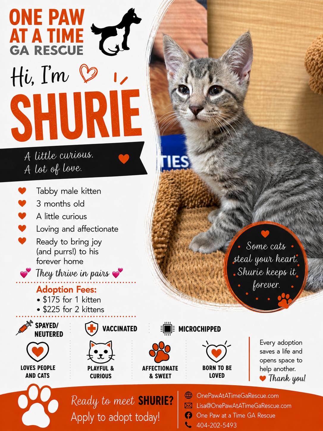 Enlarge Kittens, a ADOPTABLE Domestic Medium Hair in atlanta, GA image 3/5