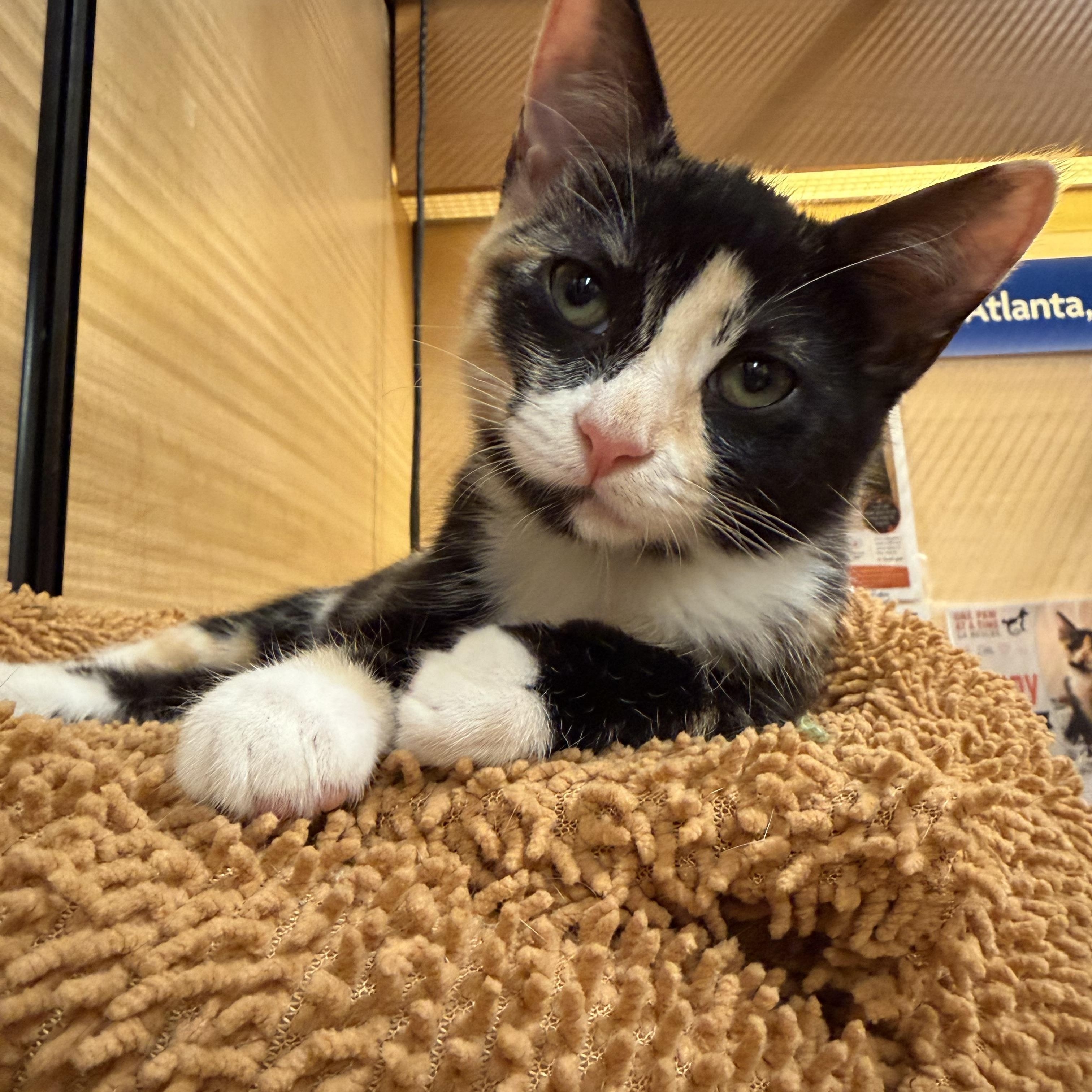 Enlarge Kittens, a ADOPTABLE Domestic Medium Hair in atlanta, GA image 5/6