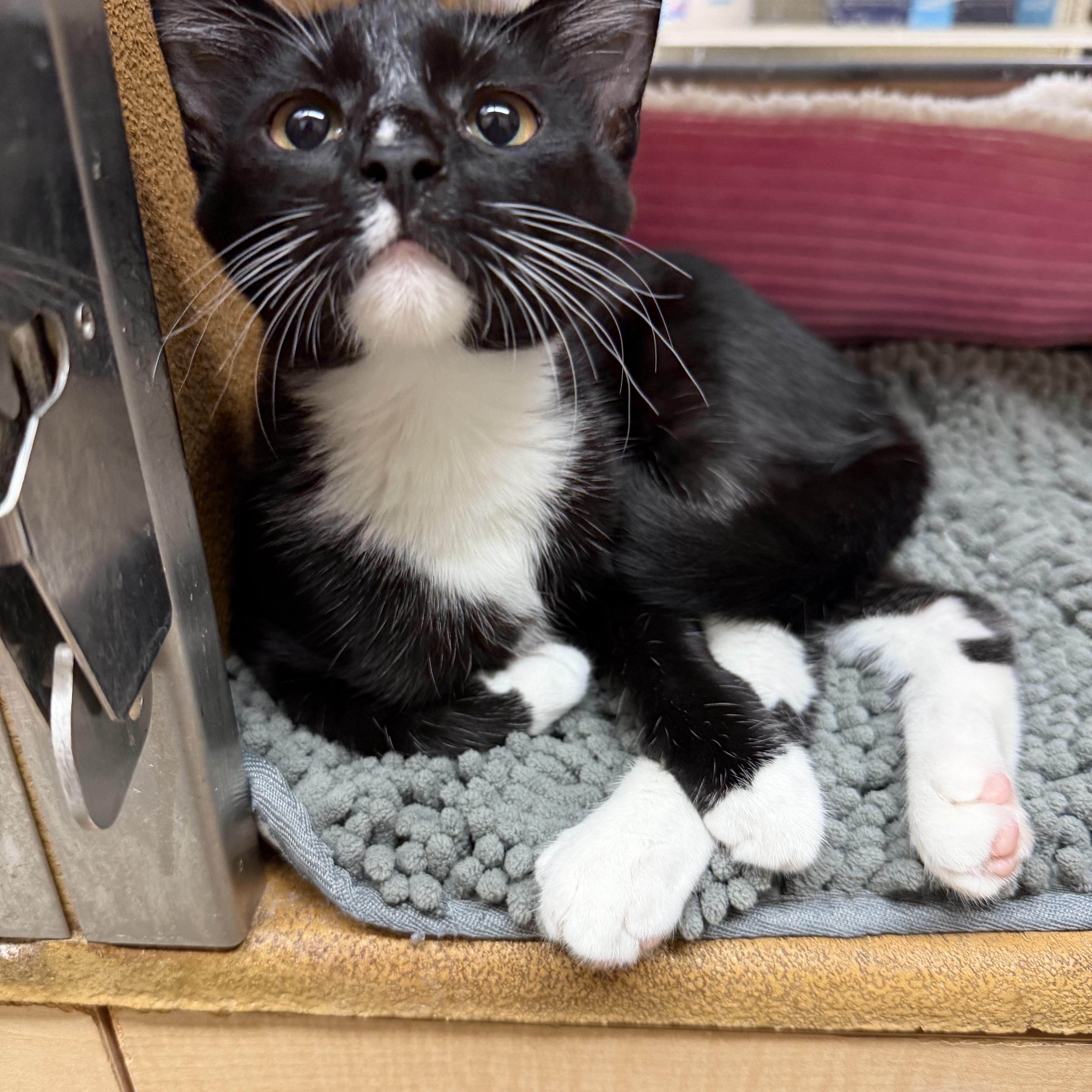 Enlarge Kittens, a ADOPTABLE Domestic Medium Hair in atlanta, GA image 3/6
