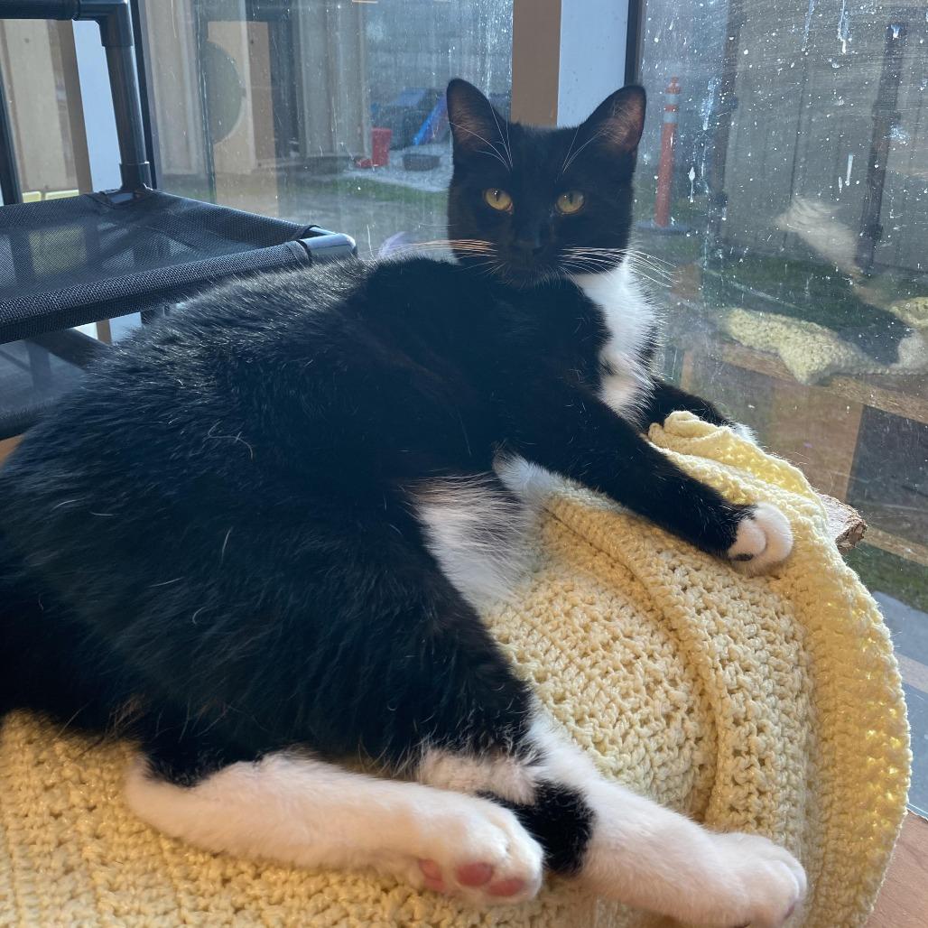 Cliffhanger, Adoptable, Adult Male Domestic Medium Hair.