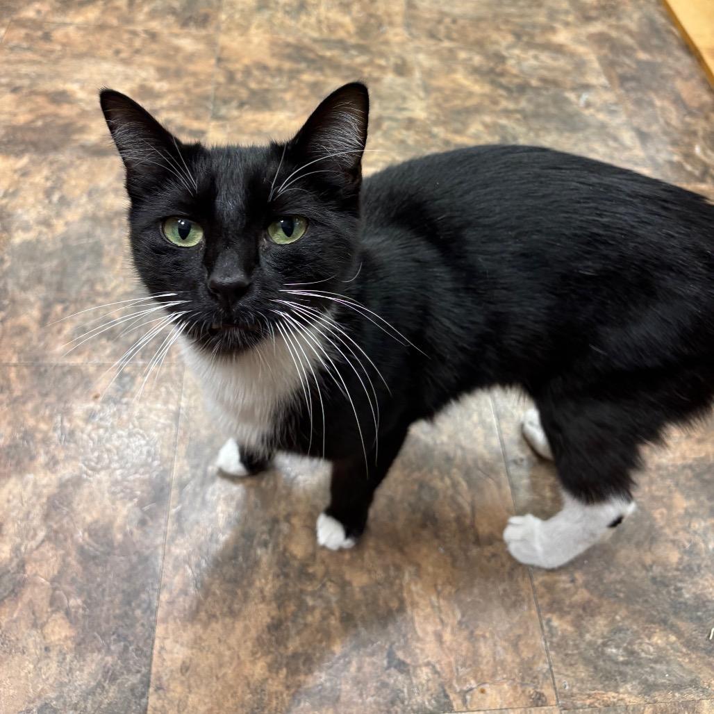 Cliffhanger, a Adoptable Domestic Medium Hair in Westminster, CA image 2/3