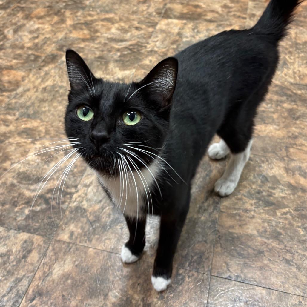 Cliffhanger, a Adoptable Domestic Medium Hair in Westminster, CA image 3/3