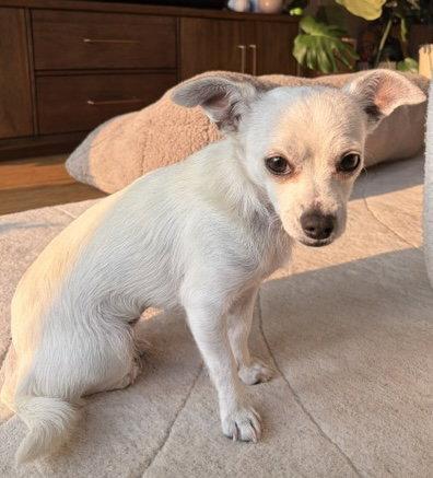 Maxi, Adoptable, Adult Female Chihuahua.