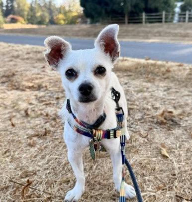 Enlarge Maxi, a Adoptable Chihuahua in Seattle, WA image 2/3