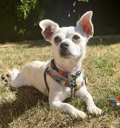 Enlarge Maxi, a Adoptable Chihuahua in Seattle, WA image 3/3
