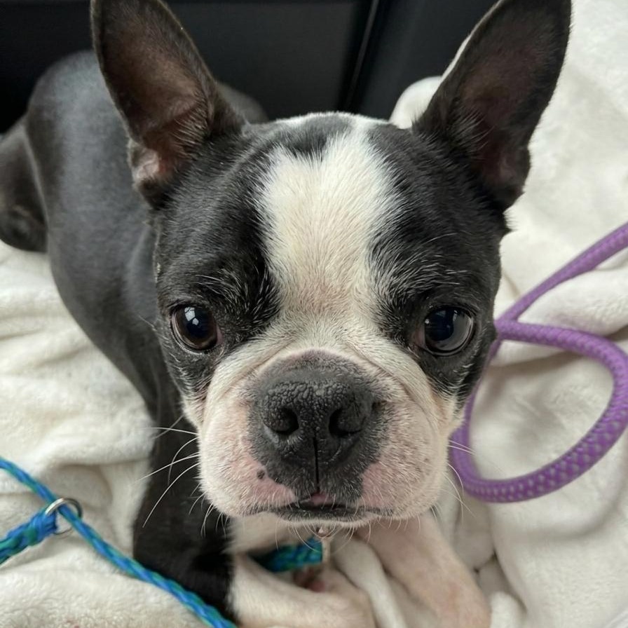 Bravo , adopted, Adult Male Boston Terrier.