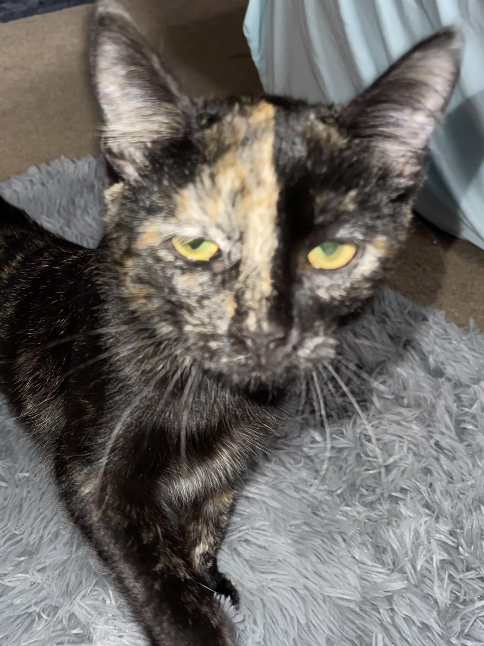 Enlarge Cleo, a Adoptable Domestic Short Hair in Johnsburg, IL image 2/2
