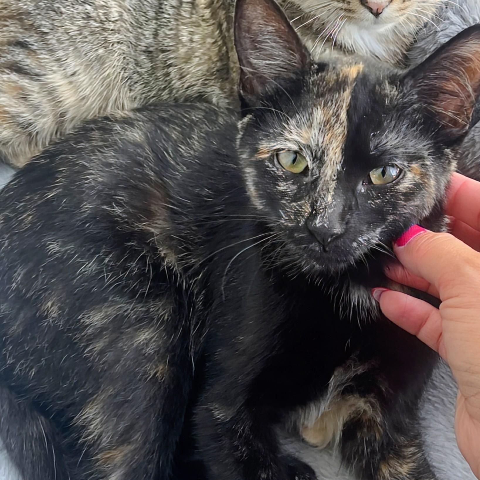 Cleo, Adoptable, Kitten Female Domestic Short Hair.