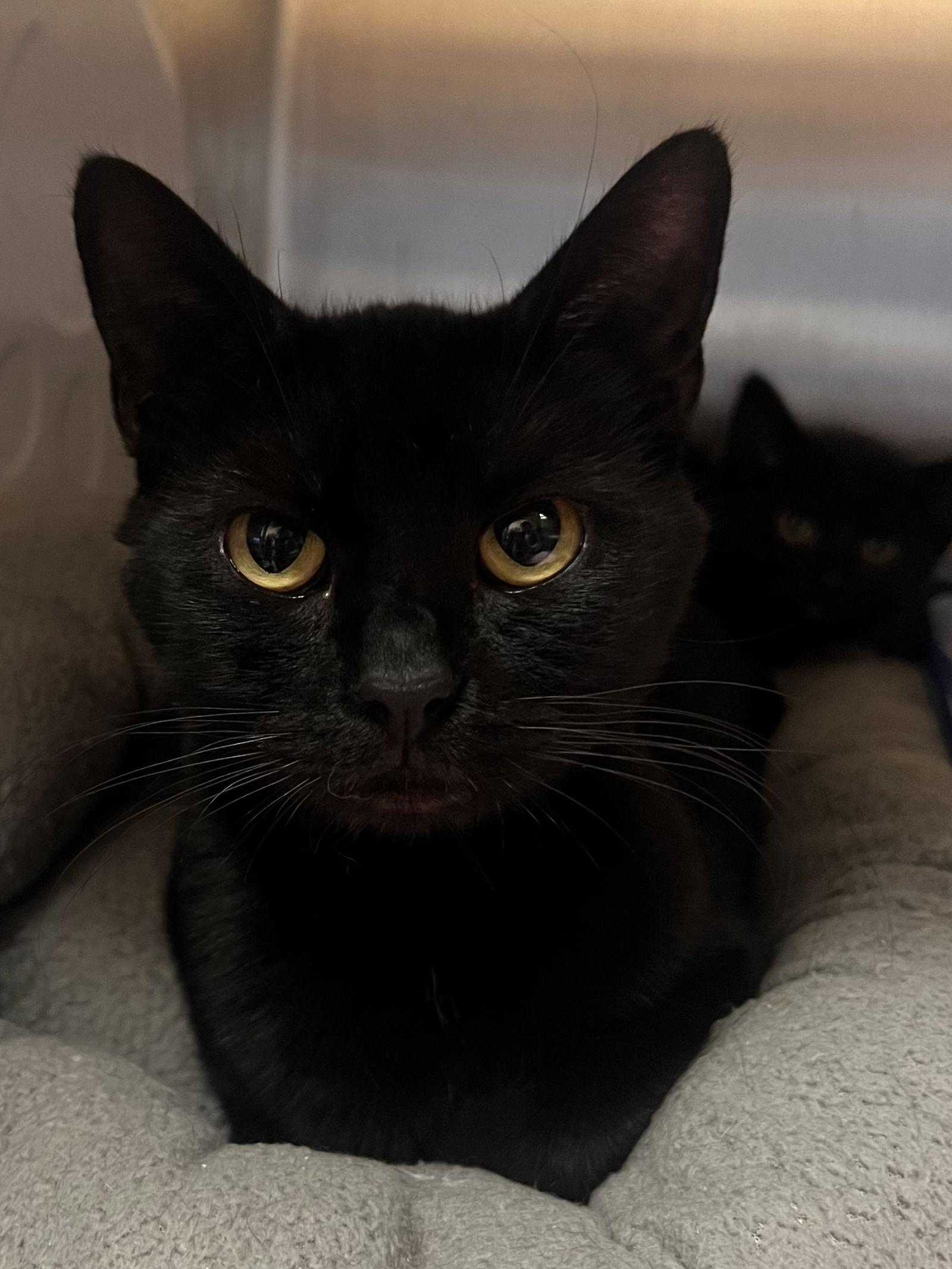 Enlarge Liberty Chill - Must Apply in Person !, a Adoptable mixed breed in Georgetown, KY image 1/2