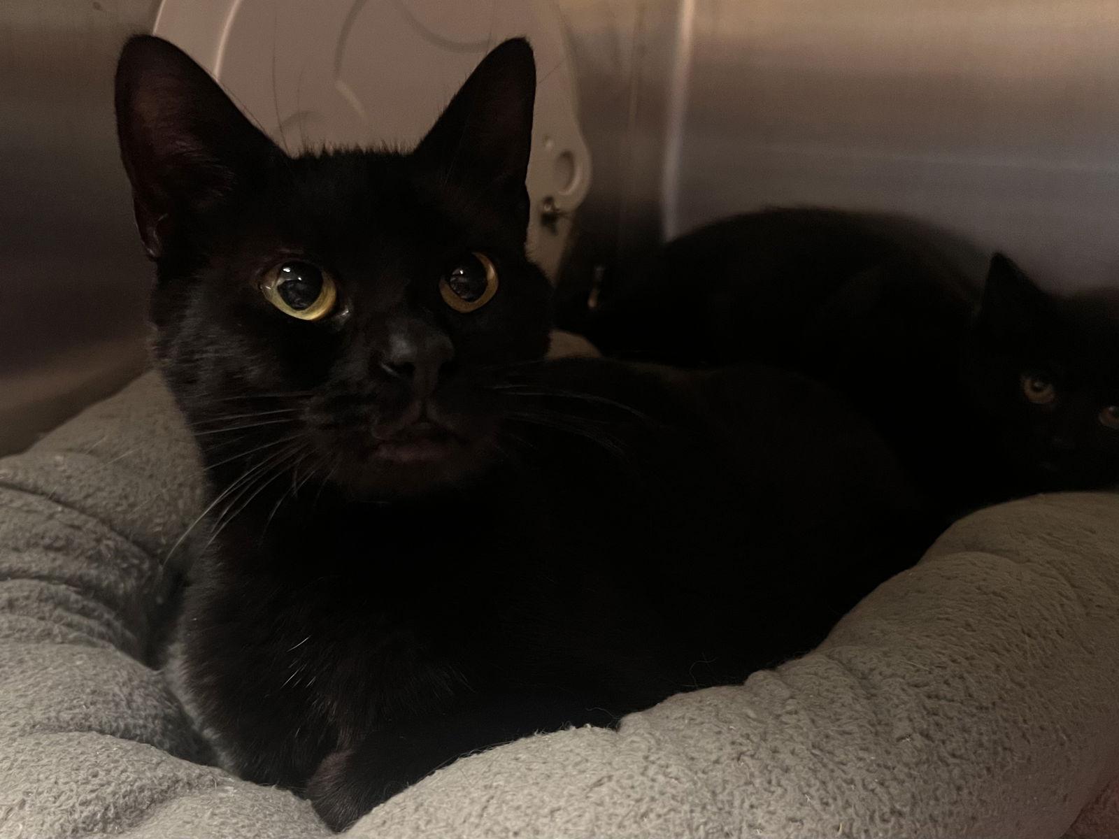 Enlarge Liberty Chill - Must Apply in Person !, a Adoptable mixed breed in Georgetown, KY image 2/2