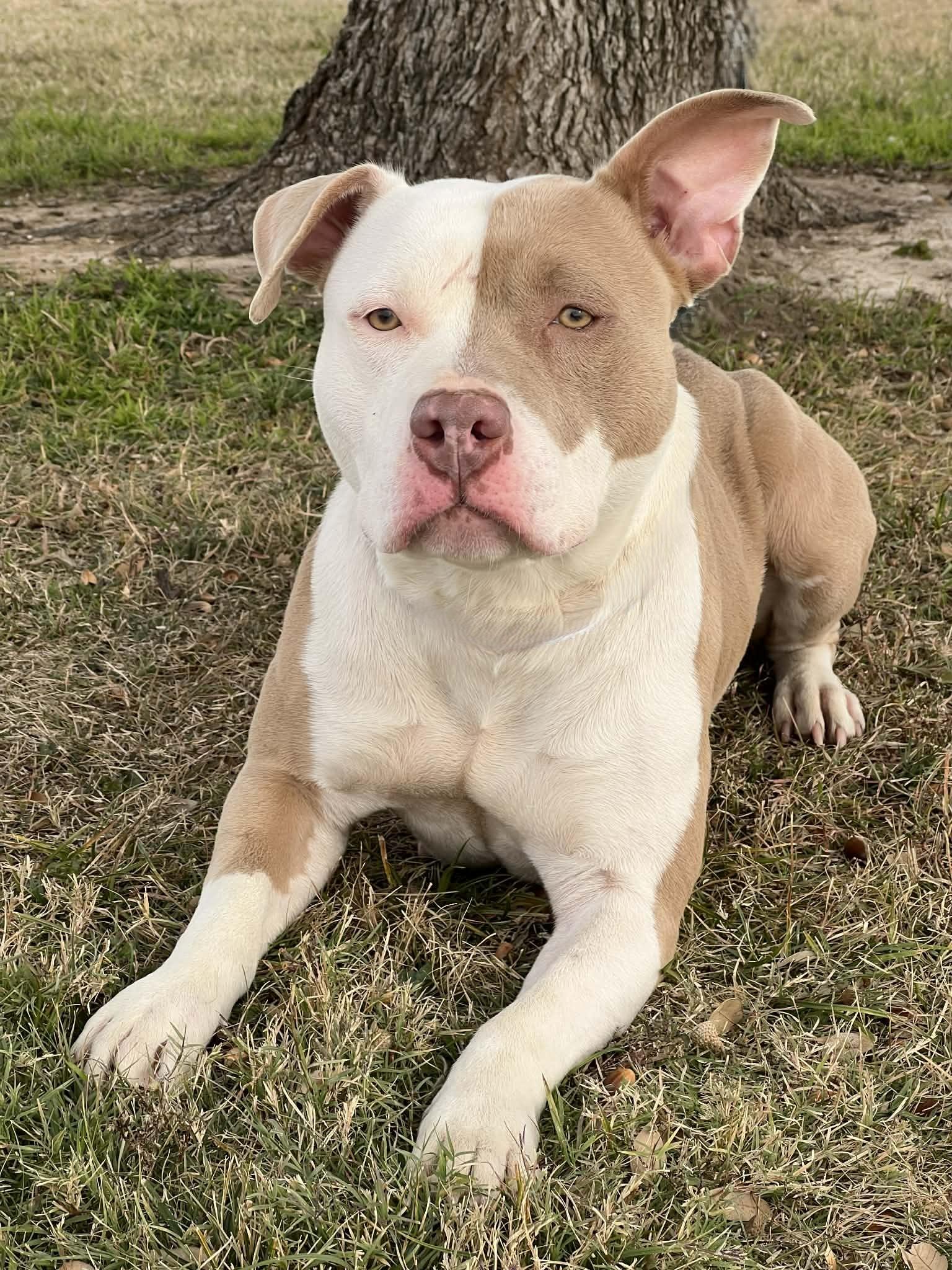 Scarlett, ADOPTABLE, Adult Female Pit Bull Terrier.