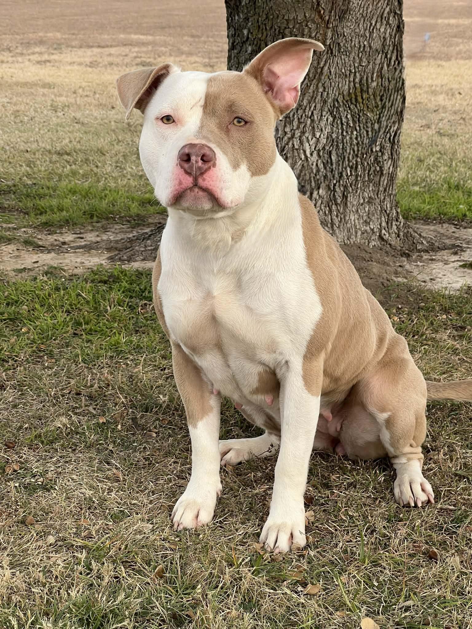 Enlarge Scarlett, a ADOPTABLE mixed breed in Cleburne, TX image 3/3