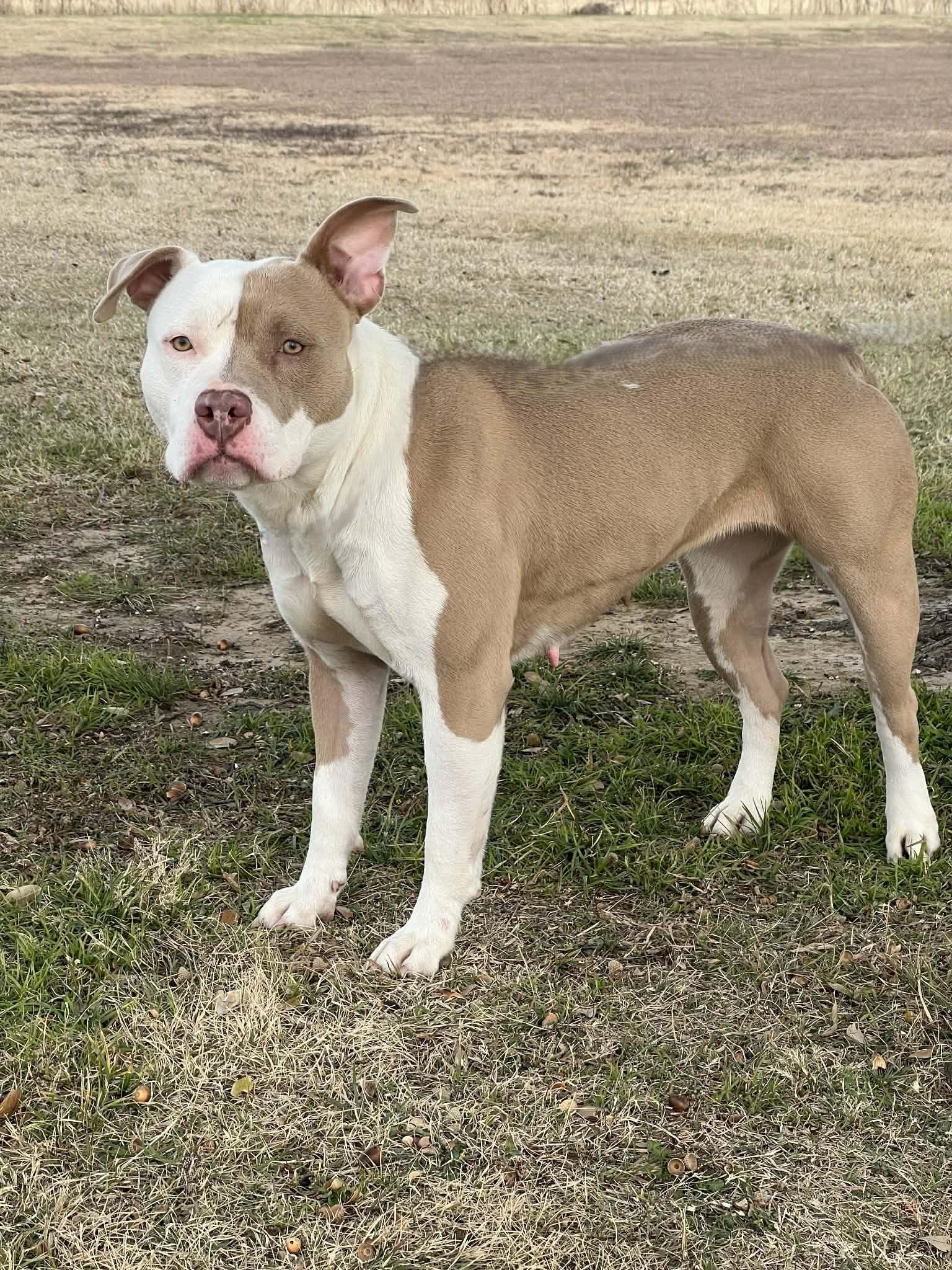 Enlarge Scarlett, a ADOPTABLE mixed breed in Cleburne, TX image 2/3