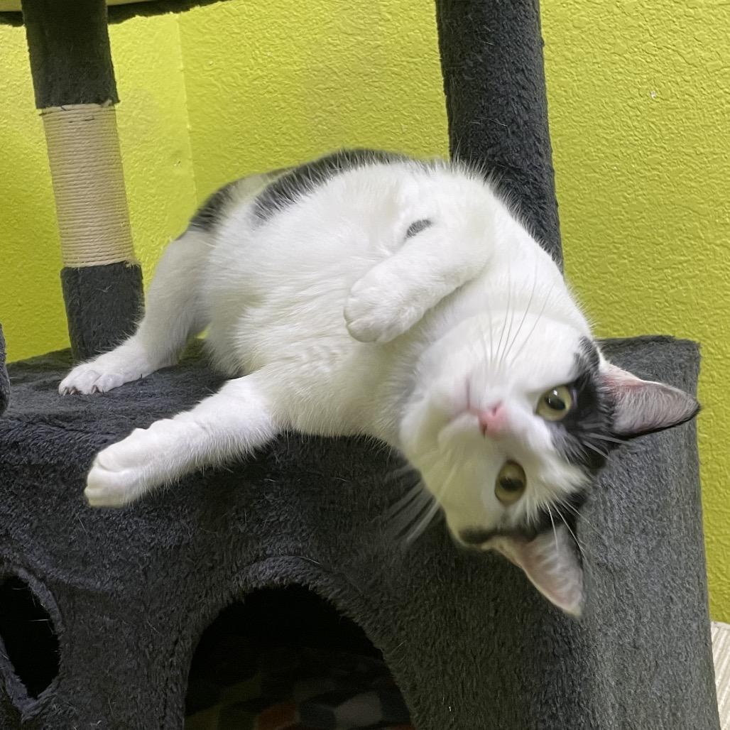 Lu Lu, Adoptable, Adult Female Domestic Short Hair.