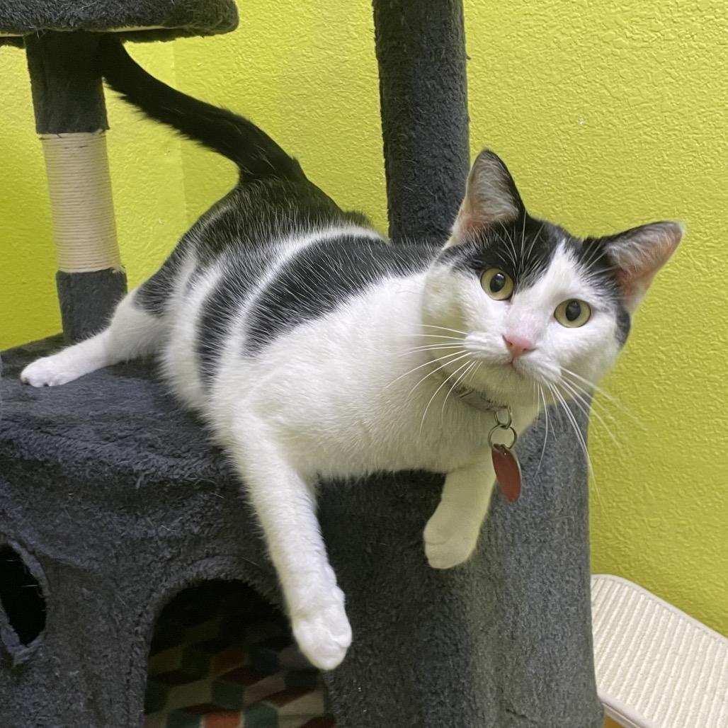 Lu Lu, a Adoptable Domestic Short Hair in Springfield, MO image 2/6