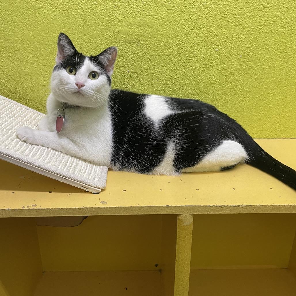 Lu Lu, a Adoptable Domestic Short Hair in Springfield, MO image 3/6