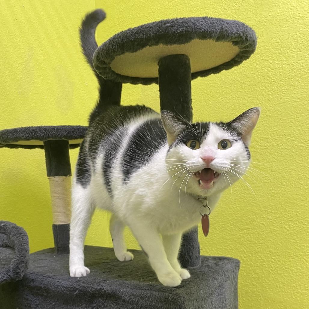 Lu Lu, a Adoptable Domestic Short Hair in Springfield, MO image 4/6