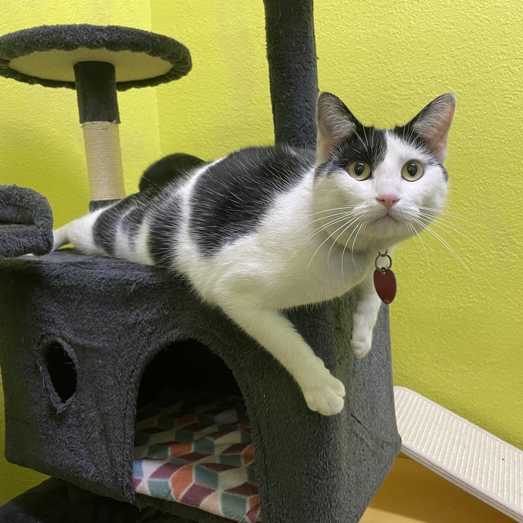 Lu Lu, a Adoptable Domestic Short Hair in Springfield, MO image 5/6