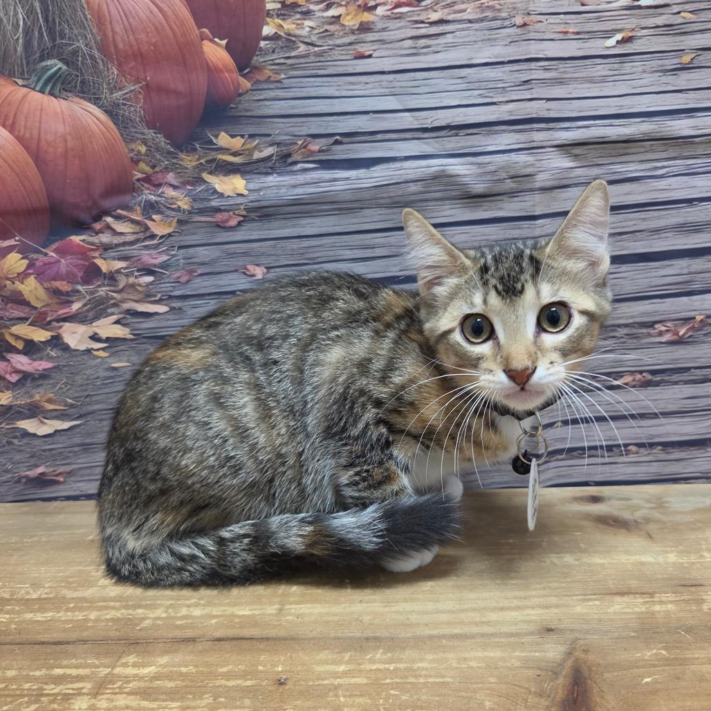 Enlarge Maxxy, a Adoptable Domestic Short Hair in Normal, IL image 1/2