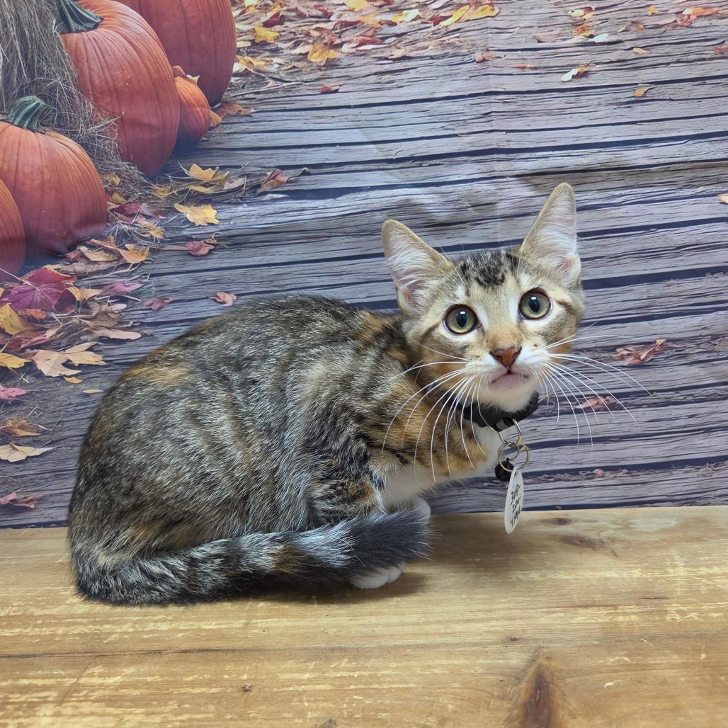 Enlarge Maxxy, a Adoptable Domestic Short Hair in Normal, IL image 2/2