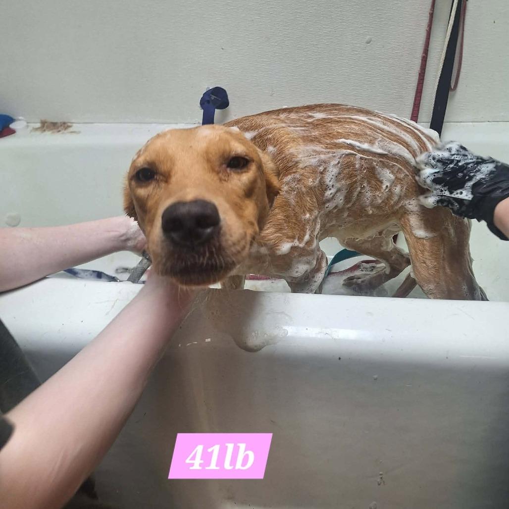 Maisie, Adoptable, Young Female Yellow Labrador Retriever & Yellow Labrador Retriever.
