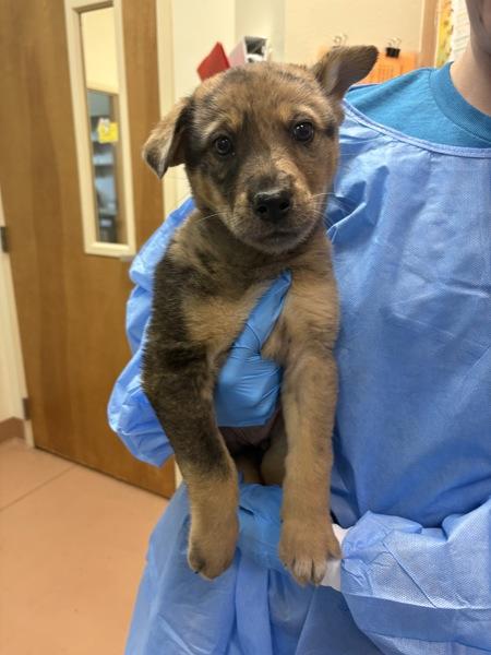 Enlarge Cholula, a Adoptable mixed breed in Kennewick, WA image 1/1