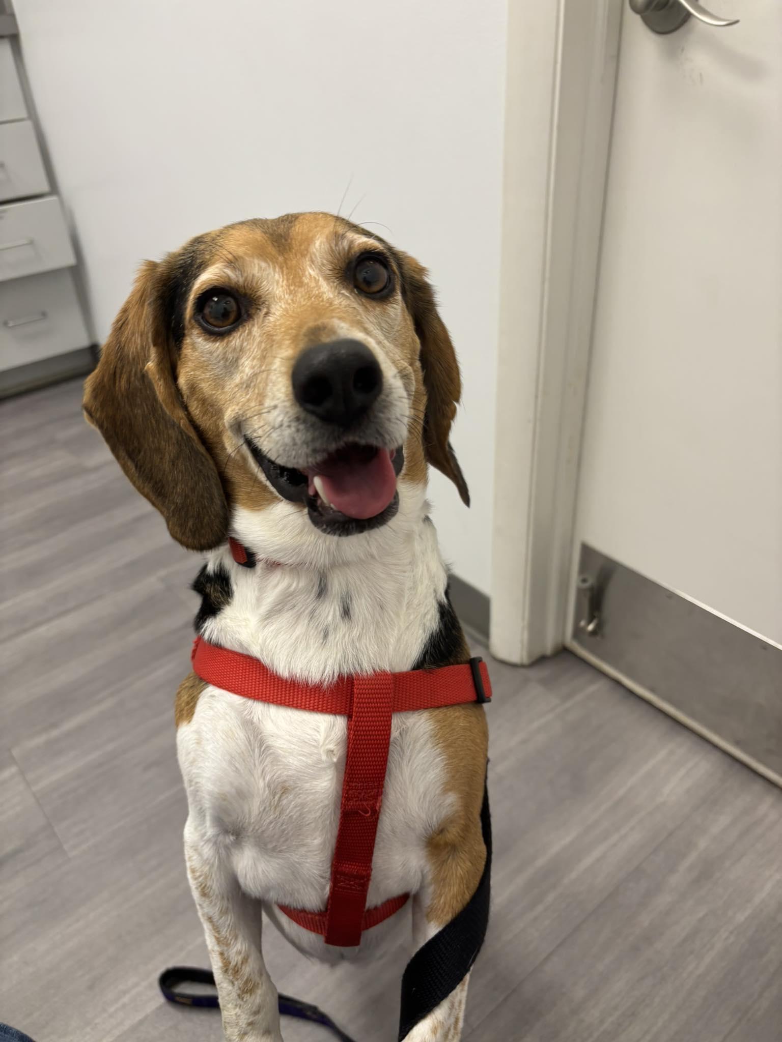 Enlarge Fonzie, an adopted Beagle in Williamsburg, VA image 1/5