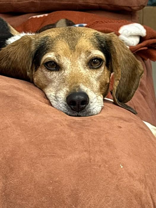 Enlarge Fonzie, an adopted Beagle in Williamsburg, VA image 2/5