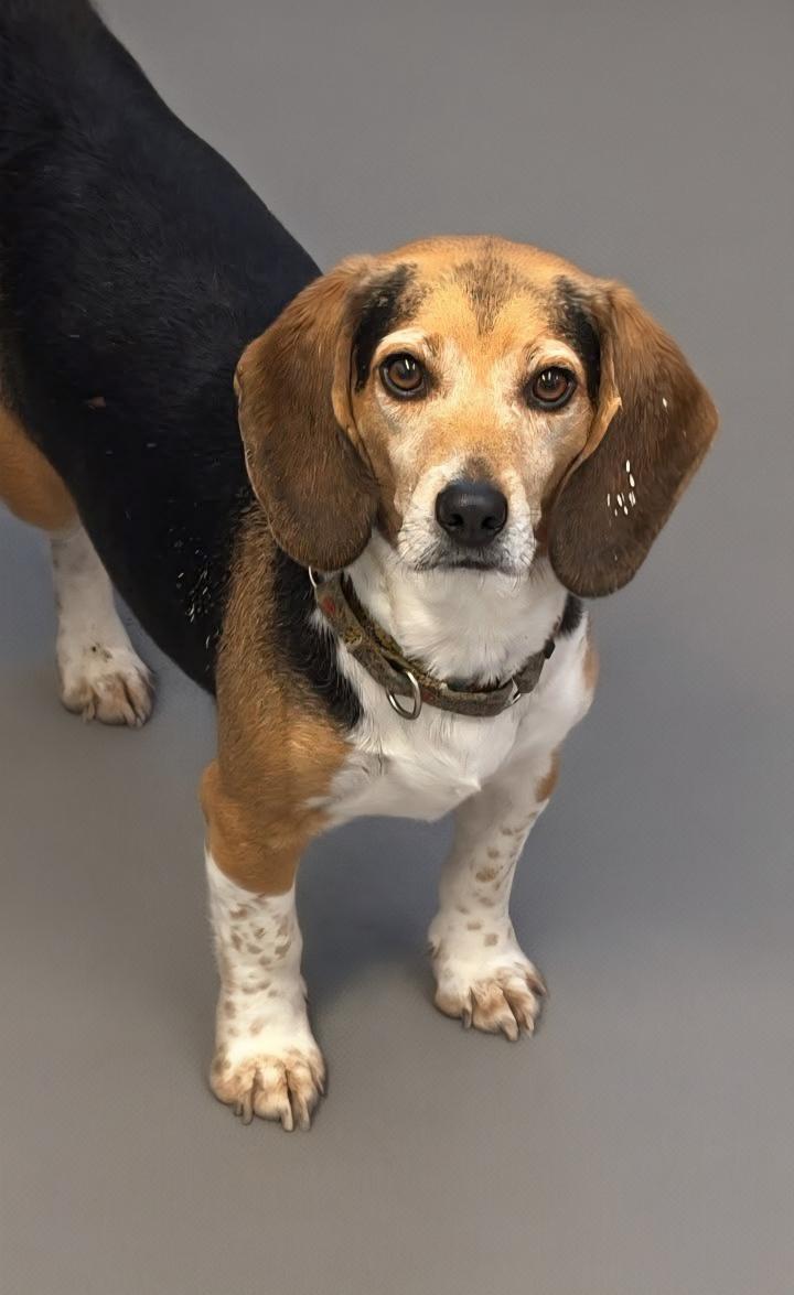 Enlarge Fonzie, an adopted Beagle in Williamsburg, VA image 4/5
