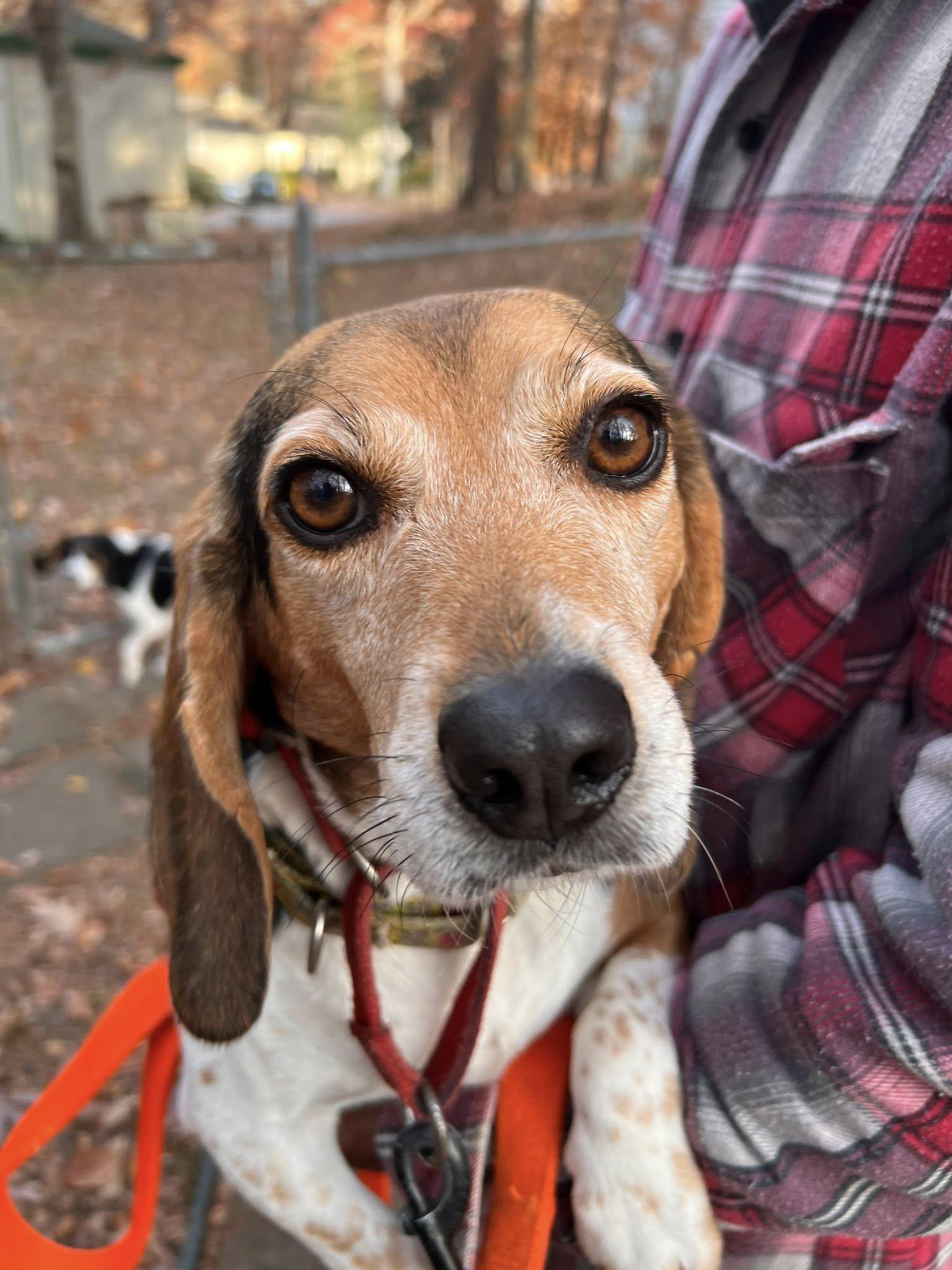 Enlarge Fonzie, an adopted Beagle in Williamsburg, VA image 5/5