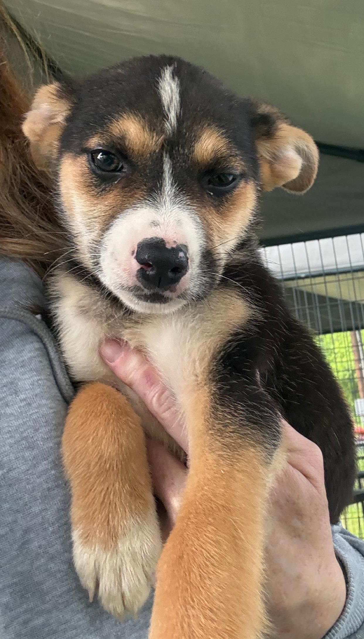 Enlarge Dorothy, a ADOPTABLE mixed breed in Argyle, TX image 4/4