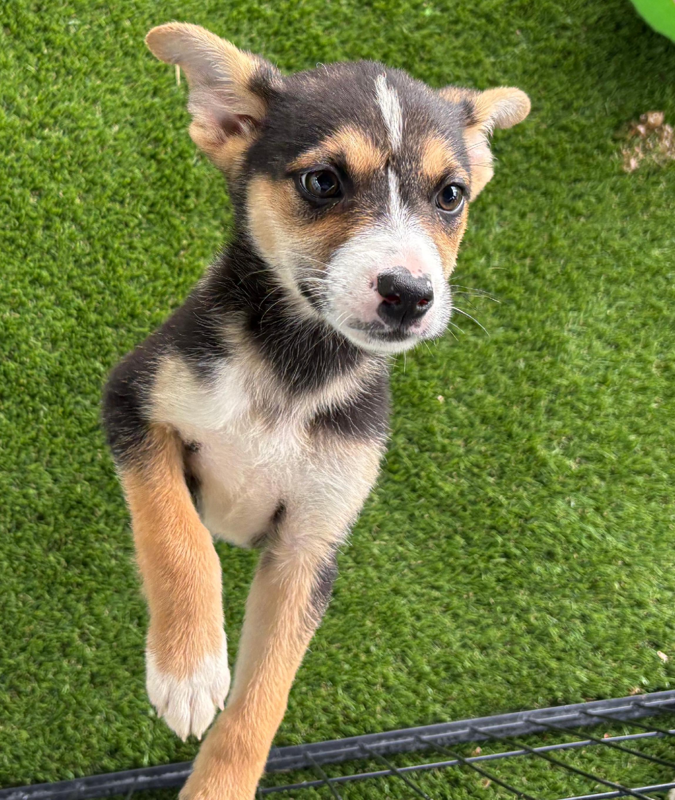 Enlarge Dorothy, a ADOPTABLE mixed breed in Argyle, TX image 2/4