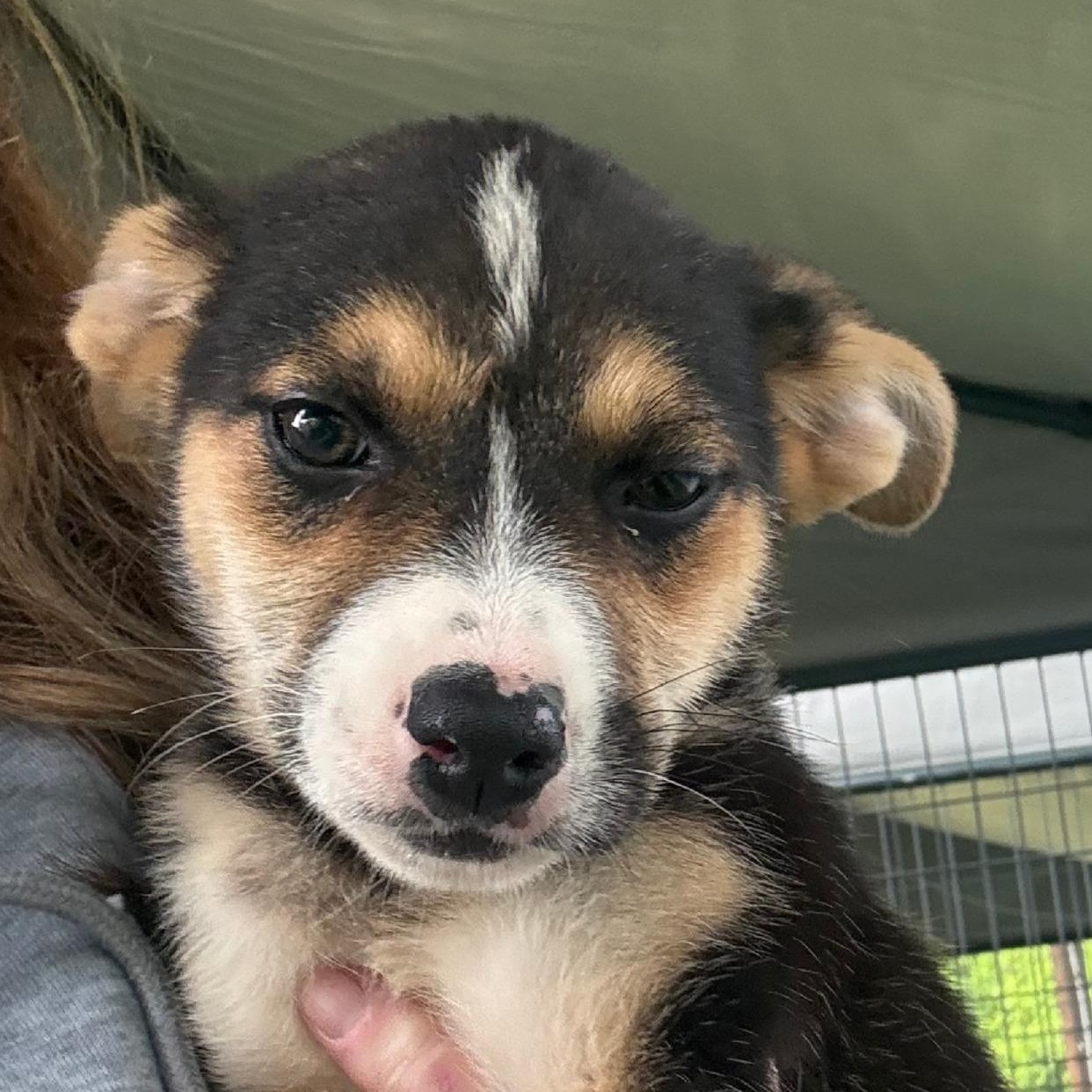 Enlarge Dorothy, a ADOPTABLE mixed breed in Argyle, TX image 3/4