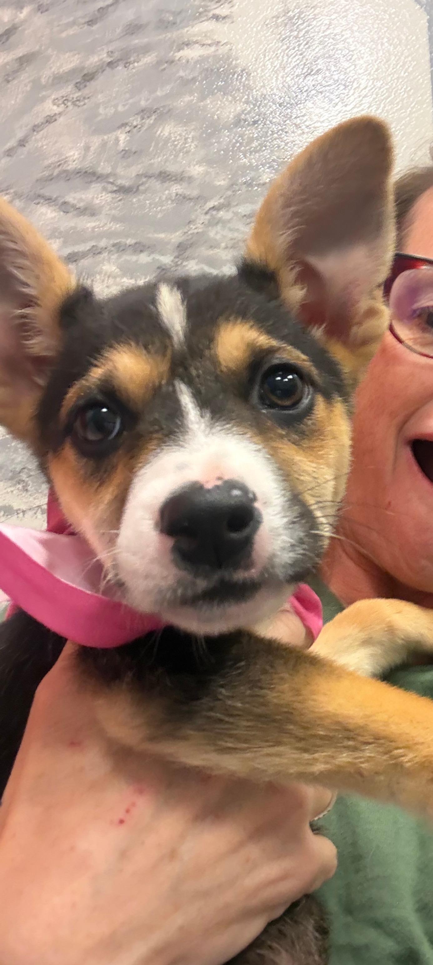 Dorothy, ADOPTABLE, Puppy Female Shetland Sheepdog / Sheltie & Husky.