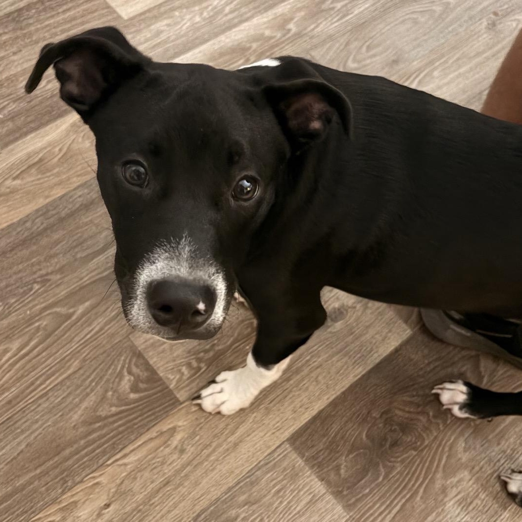 Dewey, ADOPTABLE, Young Male Mixed Breed & American Staffordshire Terrier.