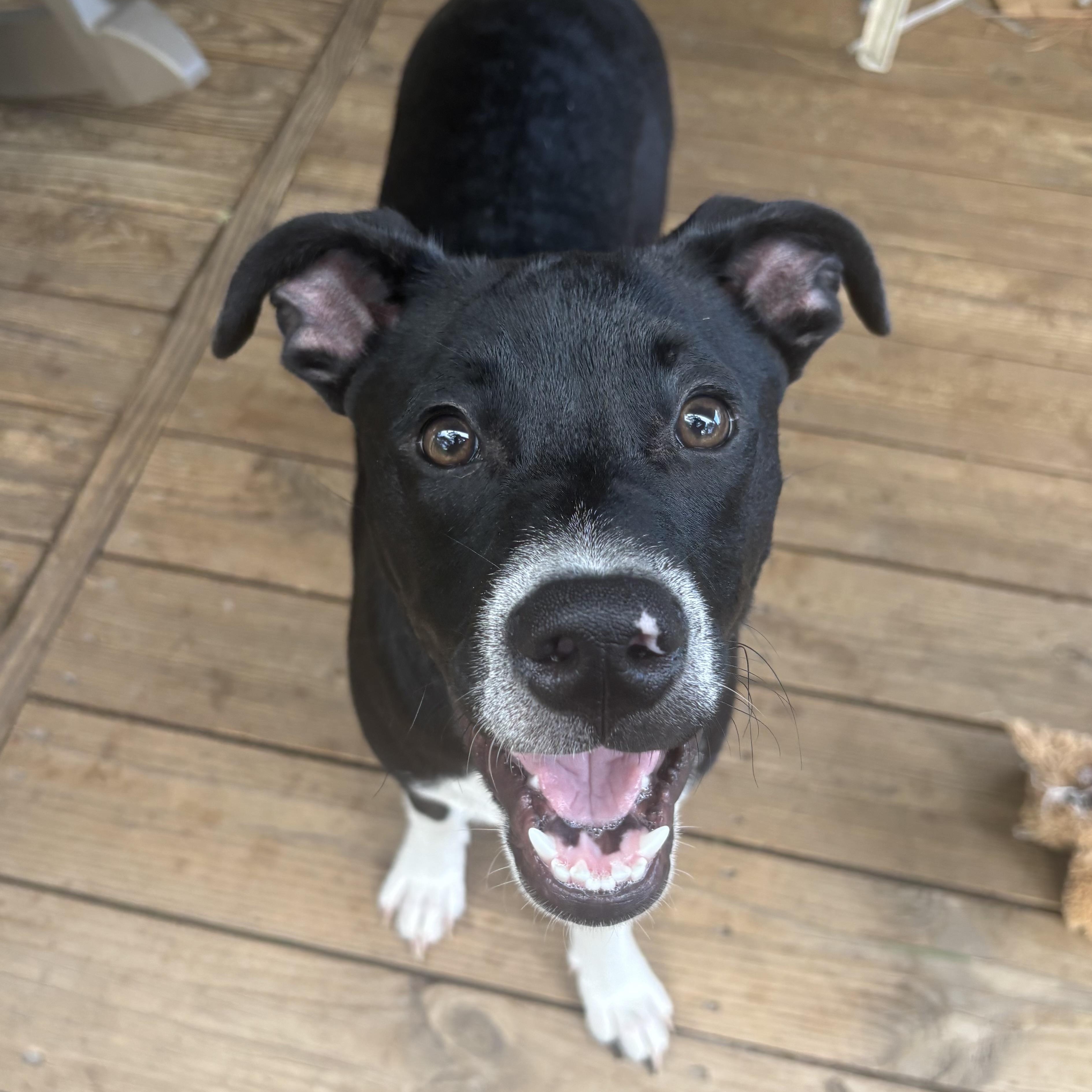 Dewey, a ADOPTABLE mixed breed in Calabash, NC image 2/2