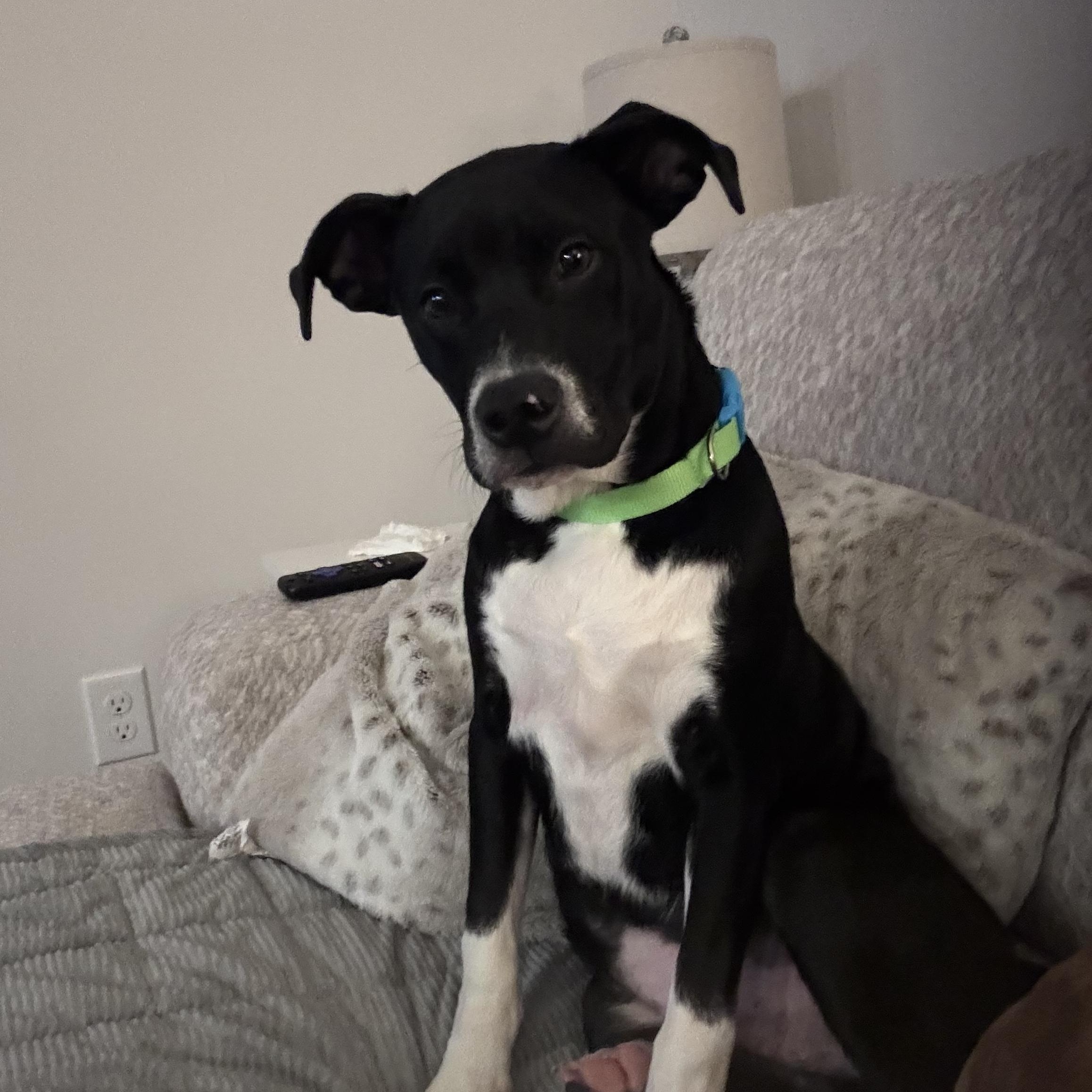 Dewey, ADOPTABLE, Young Male Mixed Breed & American Staffordshire Terrier.