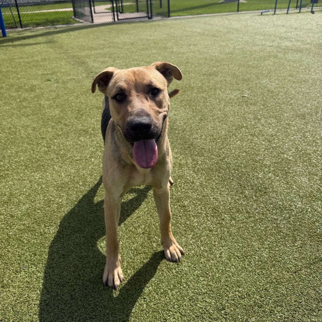 Dan, Adoptable, Young Male German Shepherd Dog & Mixed Breed.