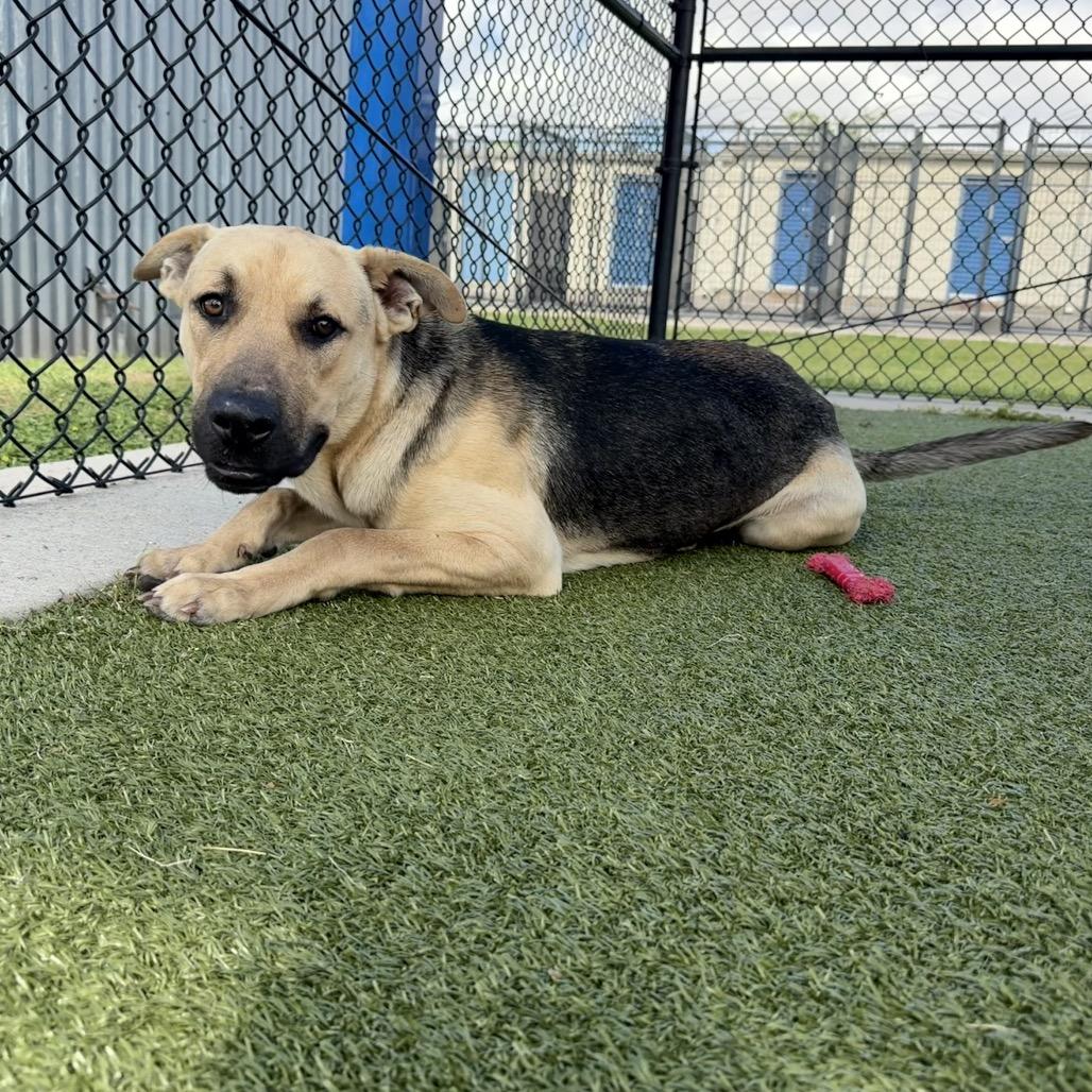 Dan, Adoptable, Young Male German Shepherd Dog.
