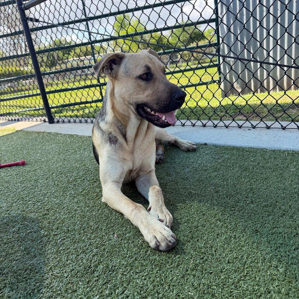 Enlarge Dan, a Adoptable mixed breed in Bryan, TX image 2/5