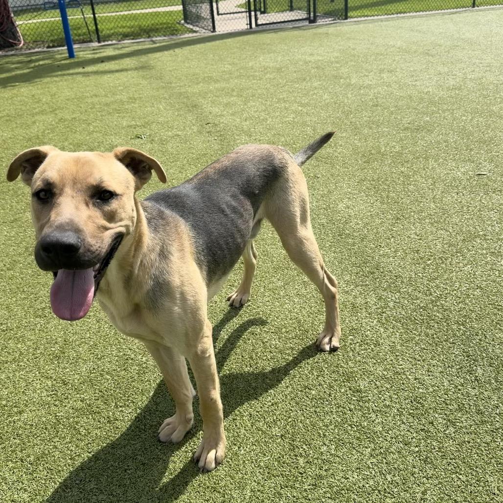 Enlarge Dan, a Adoptable mixed breed in Bryan, TX image 3/6