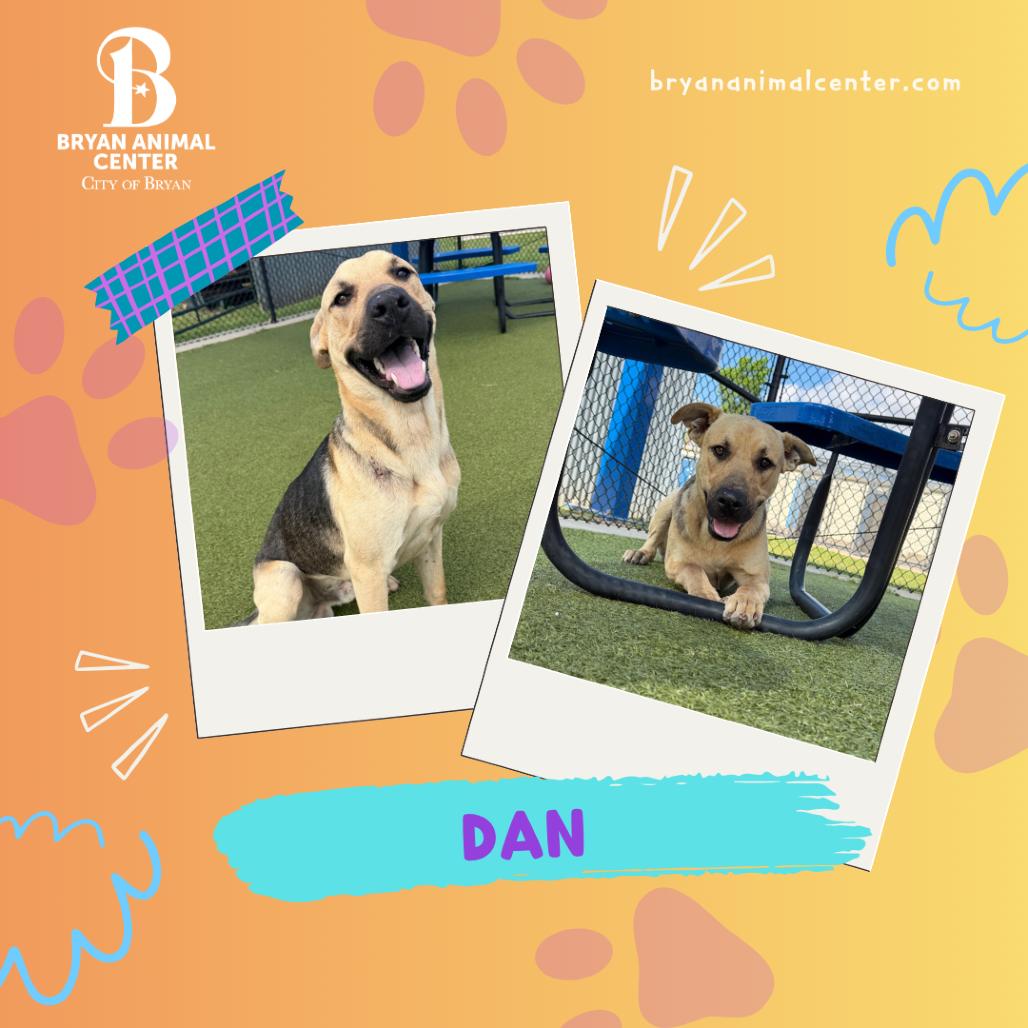 Enlarge Dan, a Adoptable mixed breed in Bryan, TX image 3/5