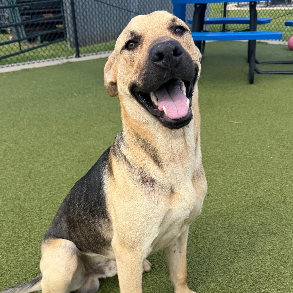 Enlarge Dan, a Adoptable mixed breed in Bryan, TX image 4/5