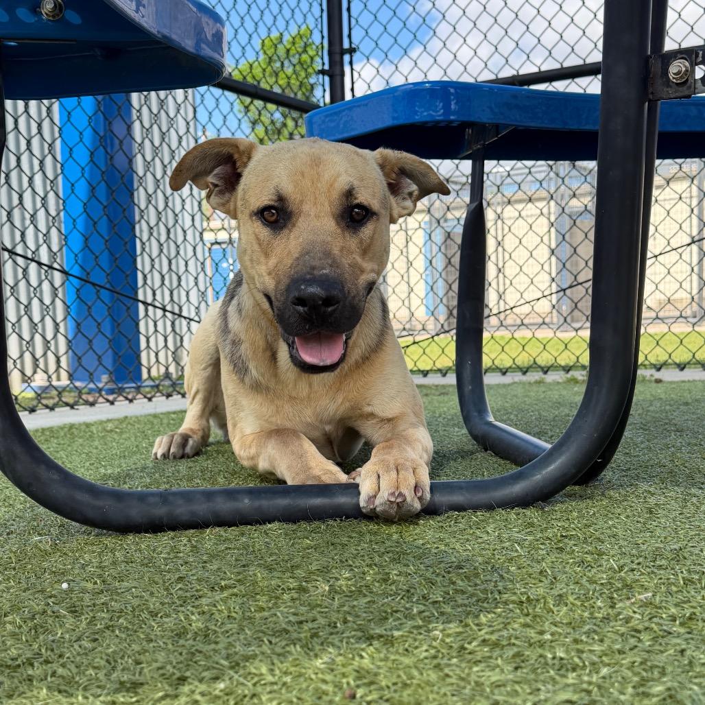 Enlarge Dan, a Adoptable mixed breed in Bryan, TX image 5/5