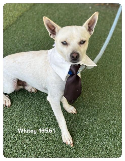 WHITEY, an adopted Terrier in Marietta, GA image 2/4