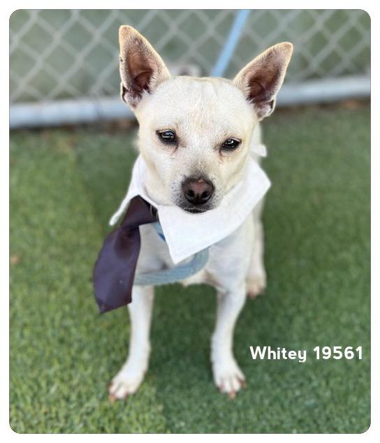 WHITEY, an adopted Terrier in Marietta, GA image 4/4