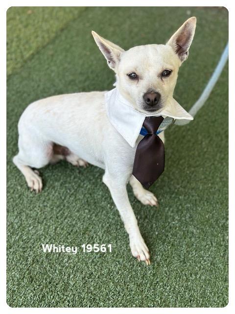 WHITEY, adopted, Young Male Terrier.