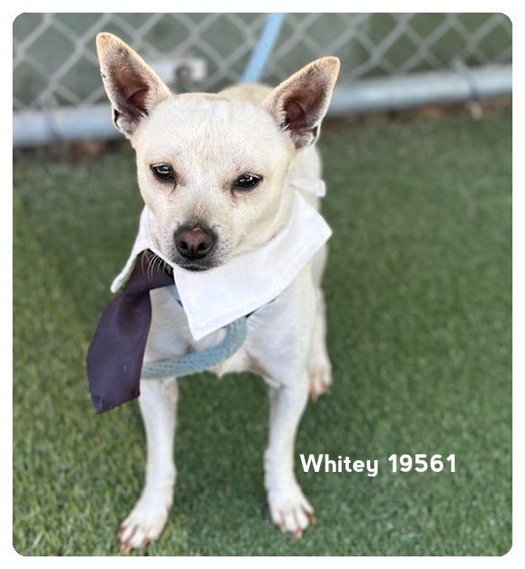 WHITEY, an adopted Terrier in Marietta, GA image 3/4